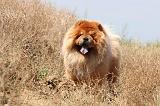 CHOW CHOW 154